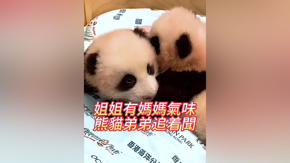 有片｜大熊貓「家姐」有媽媽氣味 「細(xì)佬」弟弟追著聞
