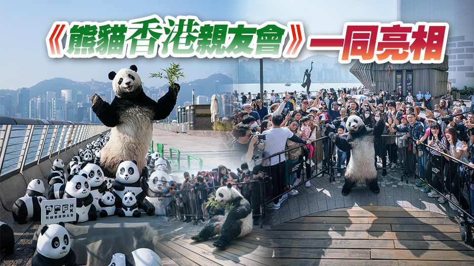 大型熊貓主題展覽《PANDA GO！香港遊》舉行 2500隻熊貓現(xiàn)身星光大道