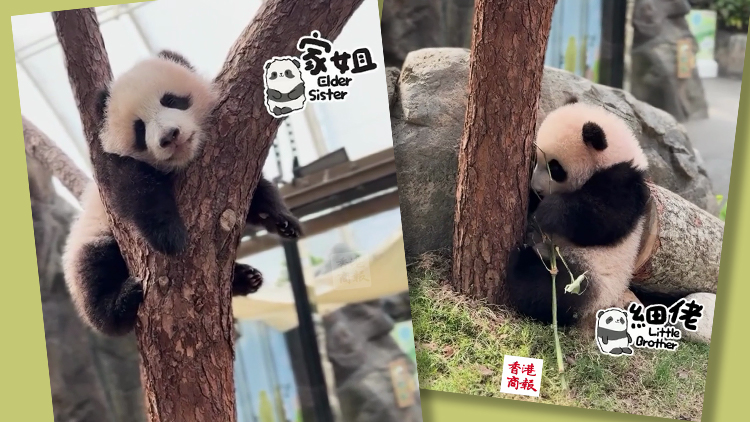 有片｜「家姐」「細(xì)佬」祝大家開工大吉！