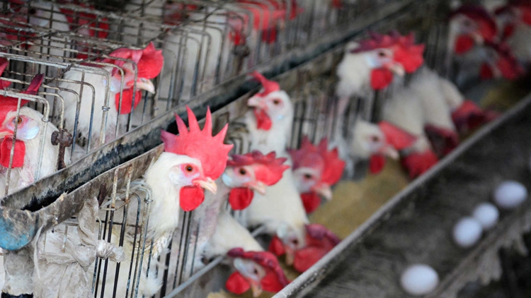 本港暫停進口美國11州15縣禽肉及禽類產(chǎn)品