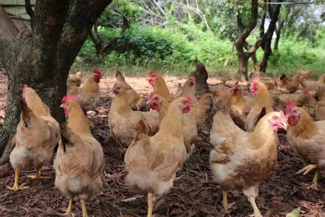 供港「靚雞」孕育鄉(xiāng)村振興「金蛋」