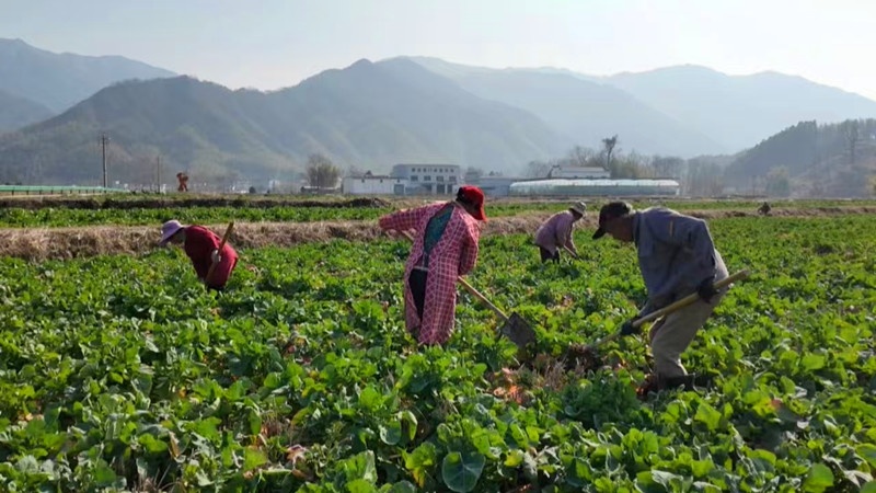 皖黟縣：萬象「耕」新不負春