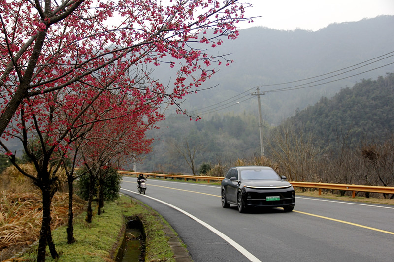 皖休寧縣：春暖櫻花開 國(guó)道美如畫