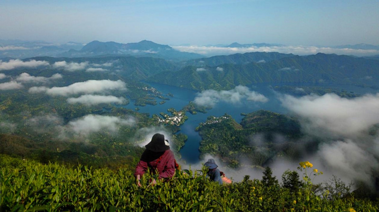 「綠色茶山」變成「金山銀山」  皖黃山區(qū)深耕地理標(biāo)誌品牌沃土