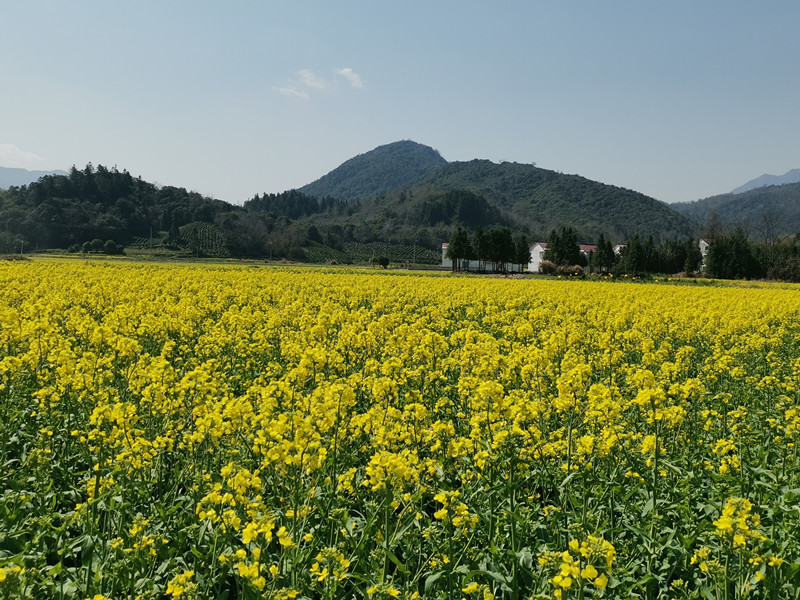 皖祁門：「祁門糧倉(cāng)」成花海