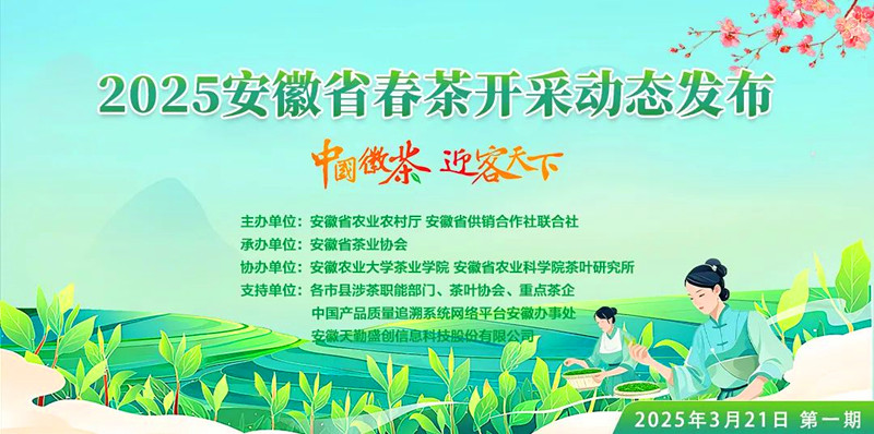 安徽茶葉主產(chǎn)區(qū)將陸續(xù)進入開採期