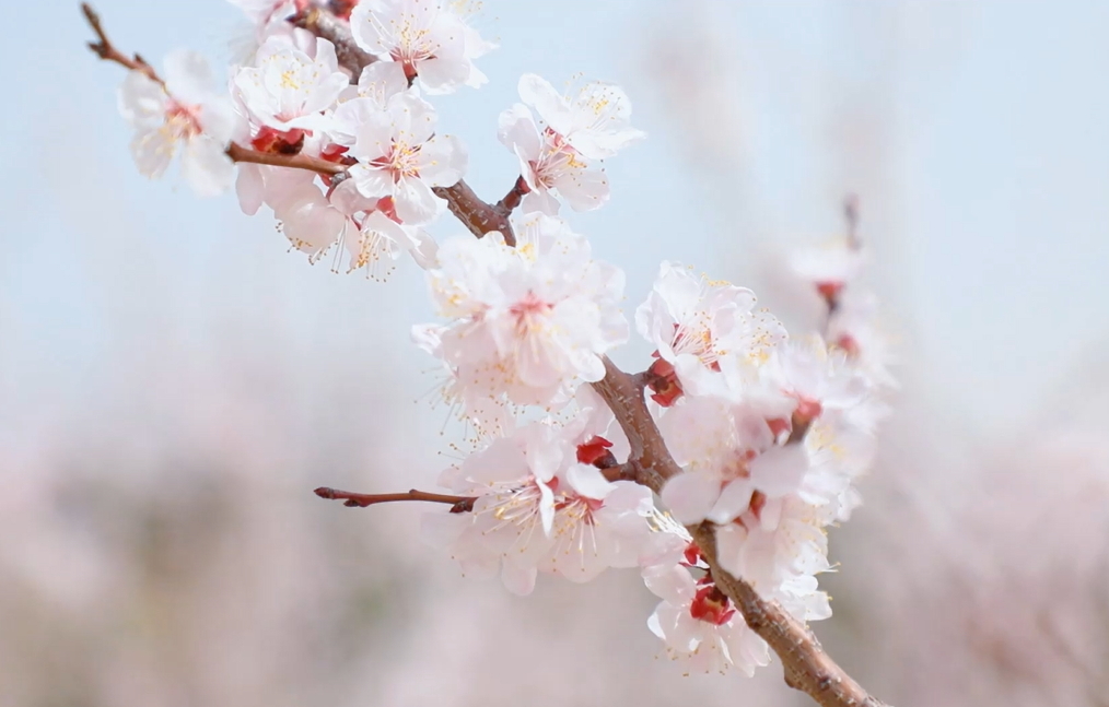 【視聽(tīng)山東】繁花繪就錦繡圖