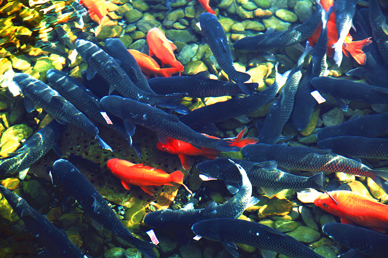 皖休寧板橋：優(yōu)質(zhì)山泉水養(yǎng)出「致富魚」