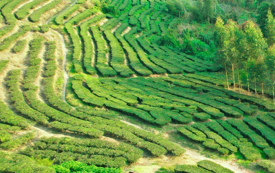 中國(guó)華夏文化遺產(chǎn)基金會(huì)啟動(dòng)青年領(lǐng)航茶人傳承計(jì)劃