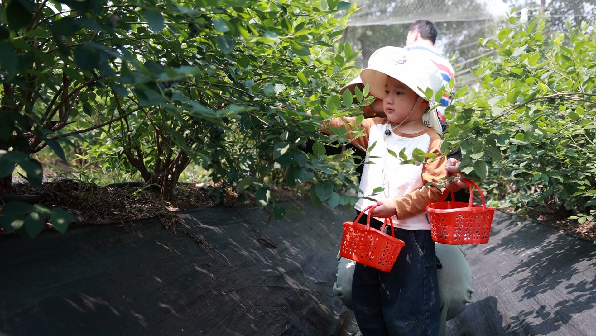 皖歙縣：藍(lán)莓採摘正當(dāng)時(shí) 飽滿多汁滿口甜