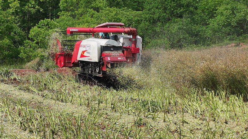 生態(tài)化處理+高值利用 皖屯溪區(qū)推動油菜秸稈機械化還田