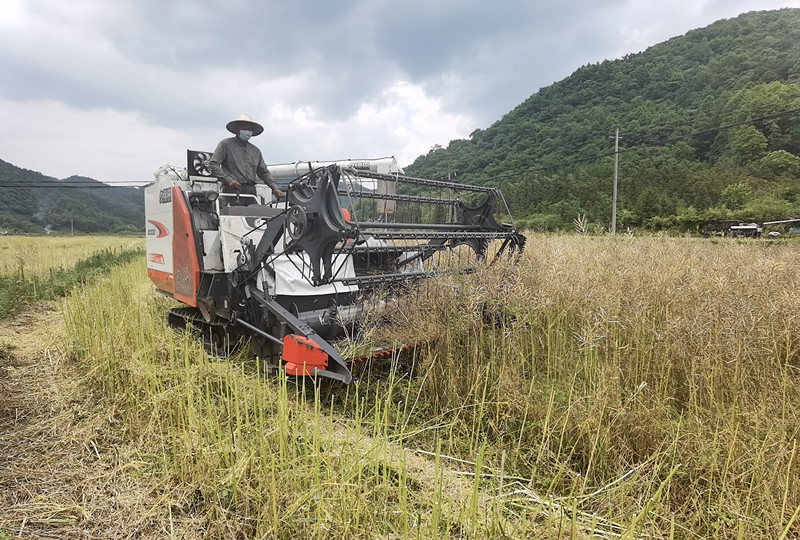 皖黟縣宏潭：千畝油菜喜開鐮