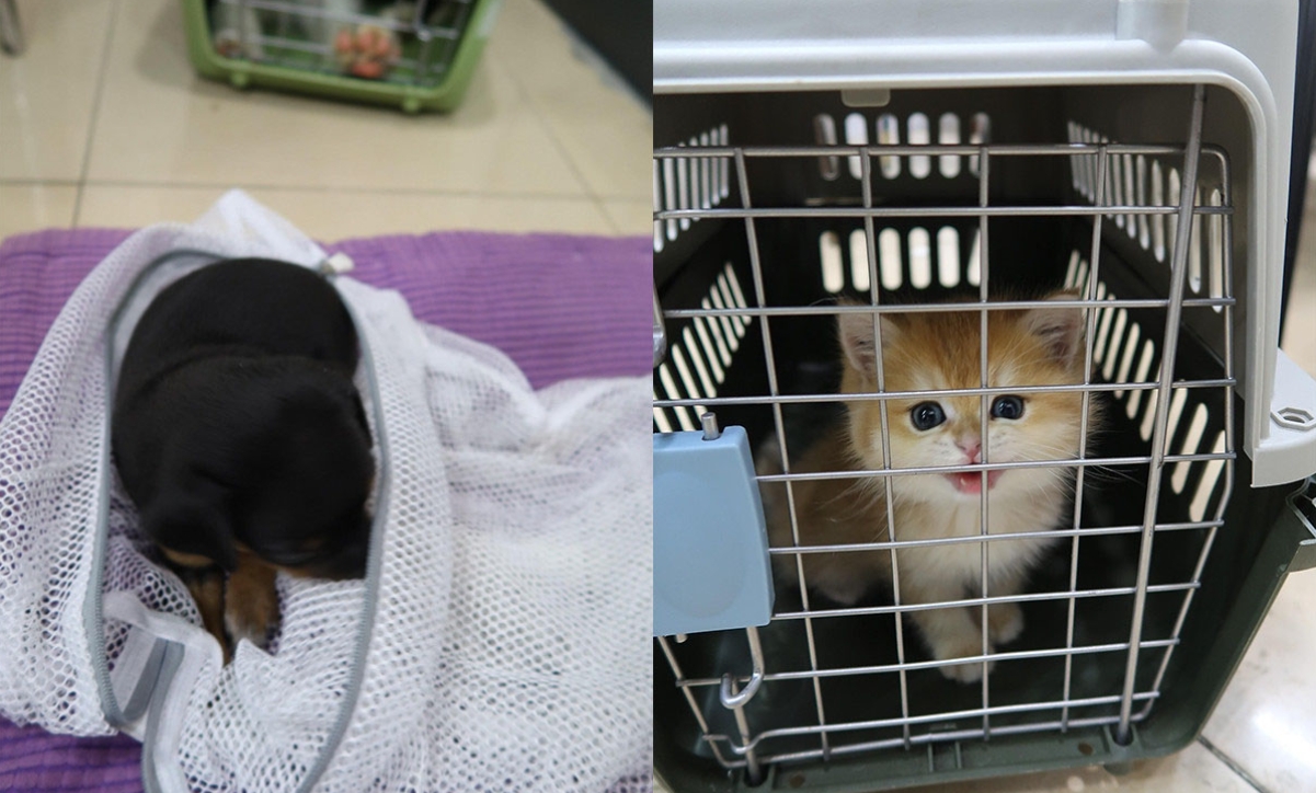 何俊賢回應(yīng)港深海關(guān)檢獲貓狗經(jīng)沙頭角走私個案