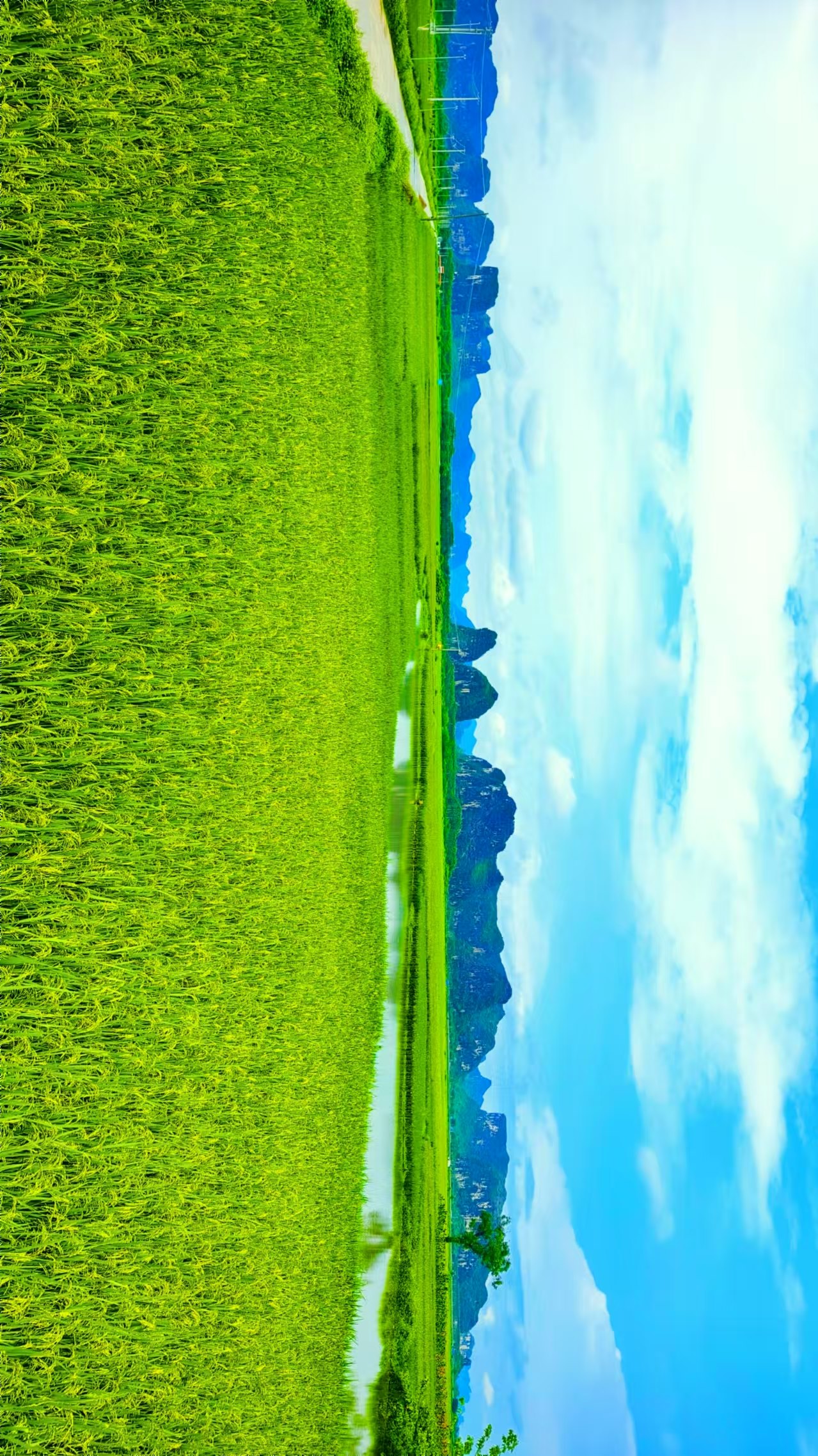 廣西「上林大米」品牌升級  年產(chǎn)能突破28萬噸