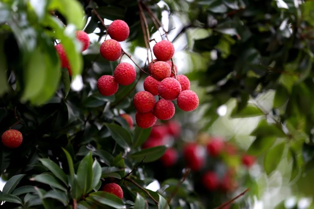 寵溺高考學(xué)子  乘高鐵享八折到東莞吃荔枝逛潮玩