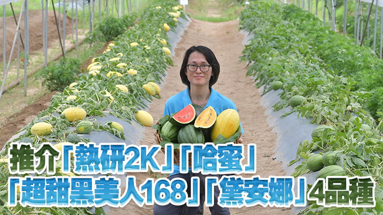 本地有機西瓜節(jié)周五起一連4日舉辦 首度引入國家研發(fā)新品種