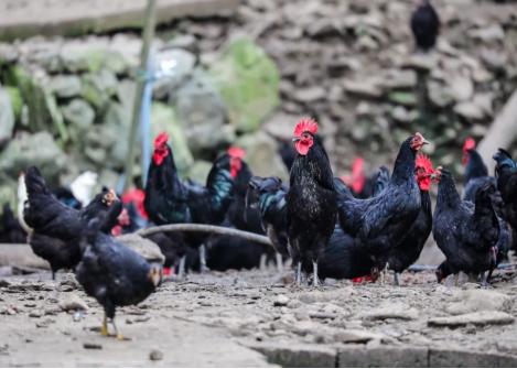 皖黟縣：「黃山黟縣黑雞」獲地理標誌認證