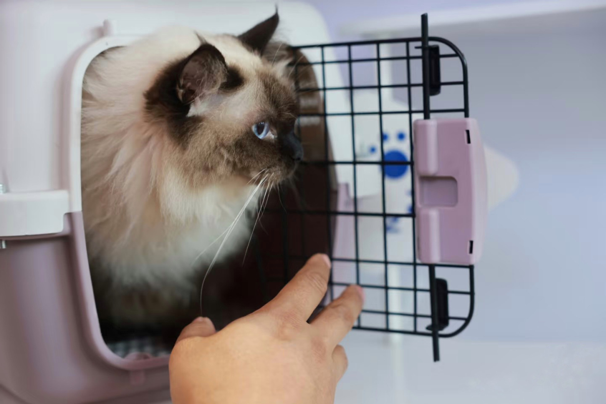 東航7月起新增滬廣、滬深、京廣、京深航線寵物進(jìn)客艙服務(wù)