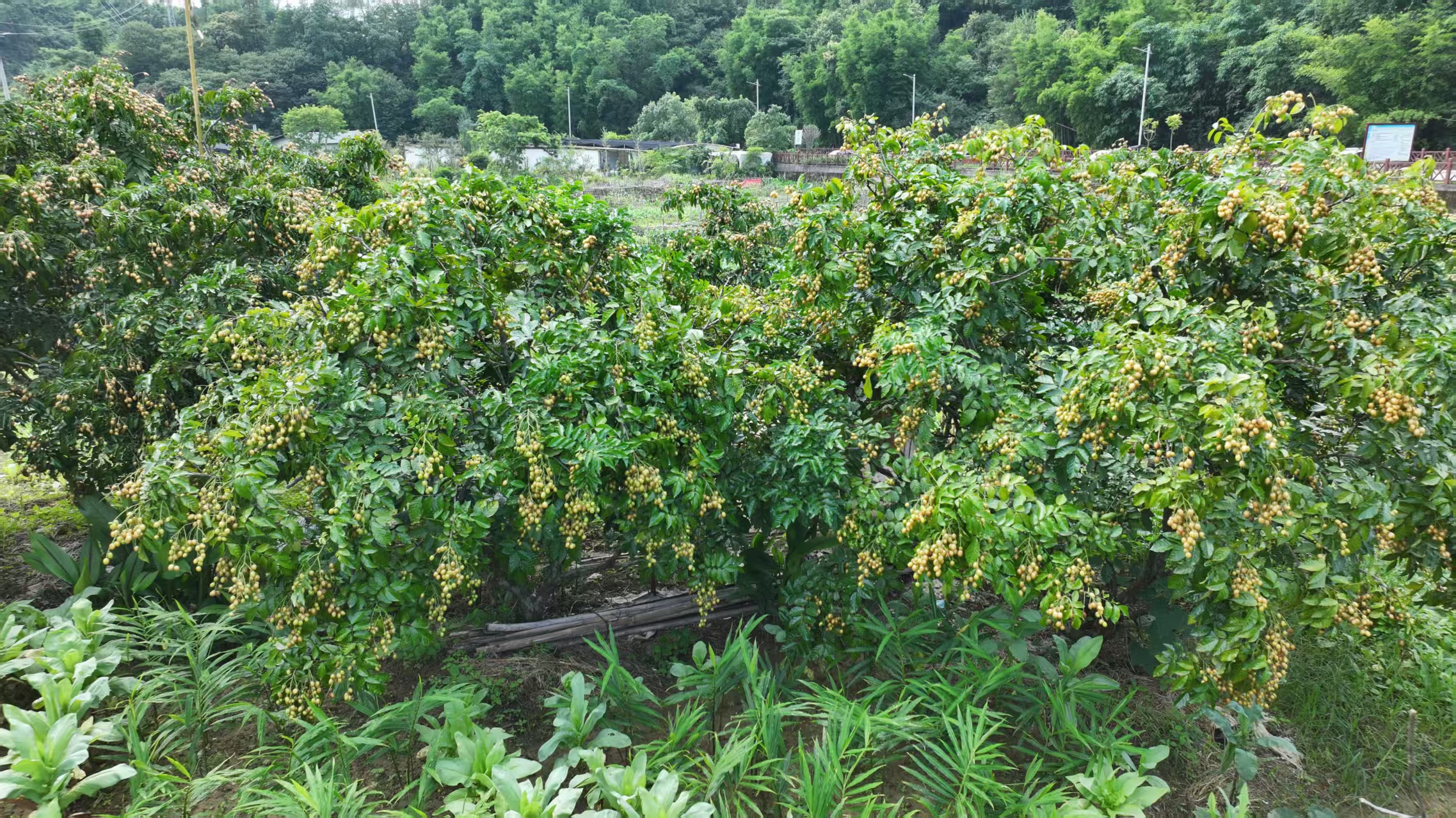 【嶺南佳果正當(dāng)時(shí)】粵北韶關(guān)新豐黃皮豐收 農(nóng)旅融合拓富路