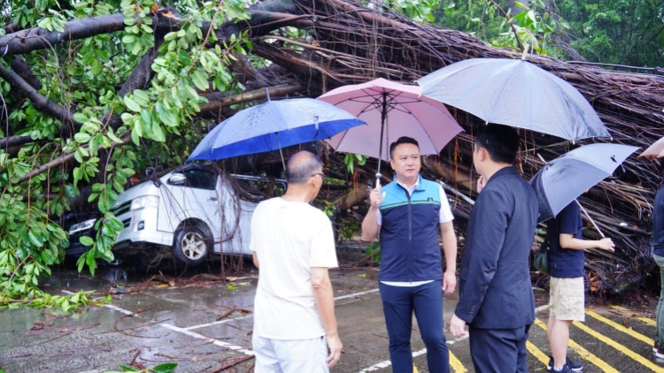 韋帕襲港｜李世榮聯(lián)同政府各部門(mén) 跟進(jìn)小瀝源村風(fēng)暴期間塌樹(shù)事宜