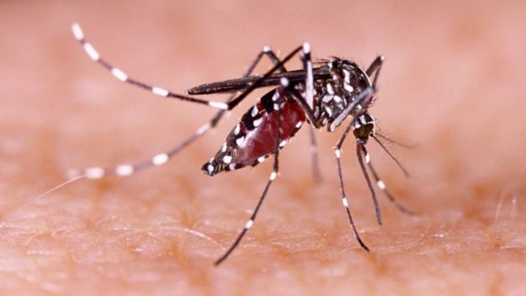 登革熱疫情進(jìn)入快速上升期 廣東倡議全體市民防蚊滅蚊