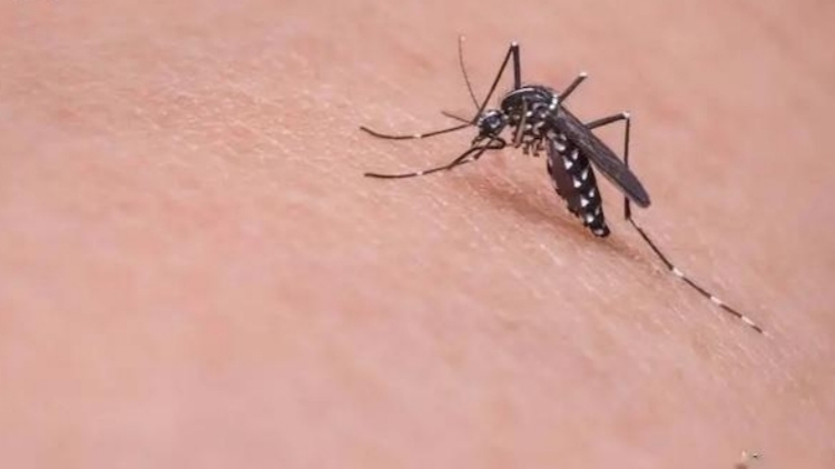 佛山報告基孔肯尼亞熱病例逾3600例 出動無人機巡查