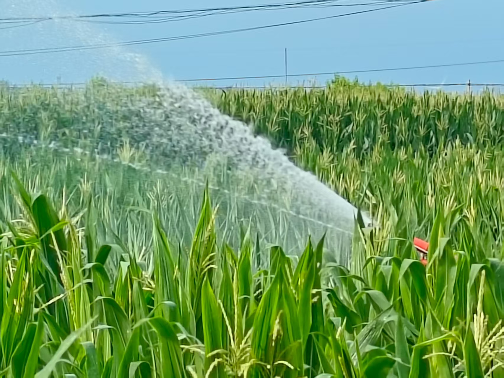 科技特派員巡田記：在滾燙熱浪中守護(hù)豐收希望