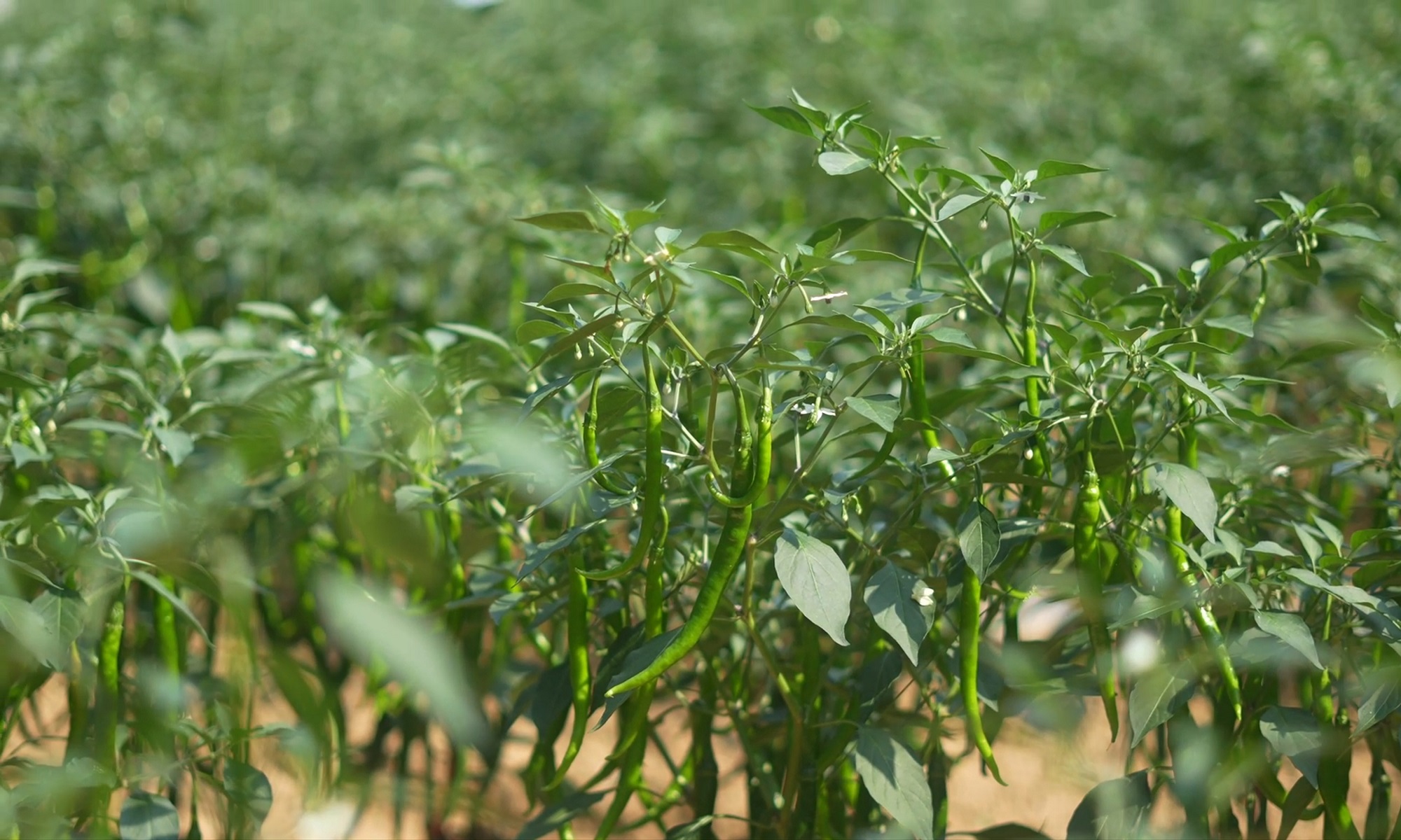 四川梓潼：實(shí)幹繪就豐收卷 產(chǎn)業(yè)勃發(fā)啟新程