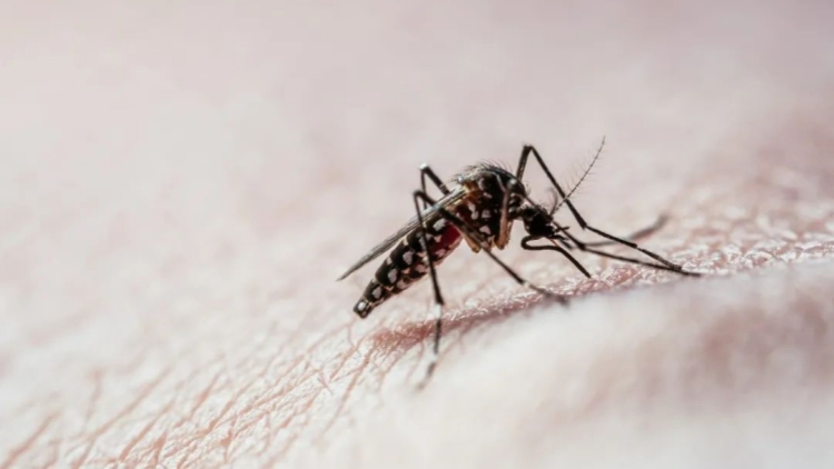 基孔肯雅熱的11個(gè)關(guān)鍵問(wèn)題，一次說(shuō)清↓