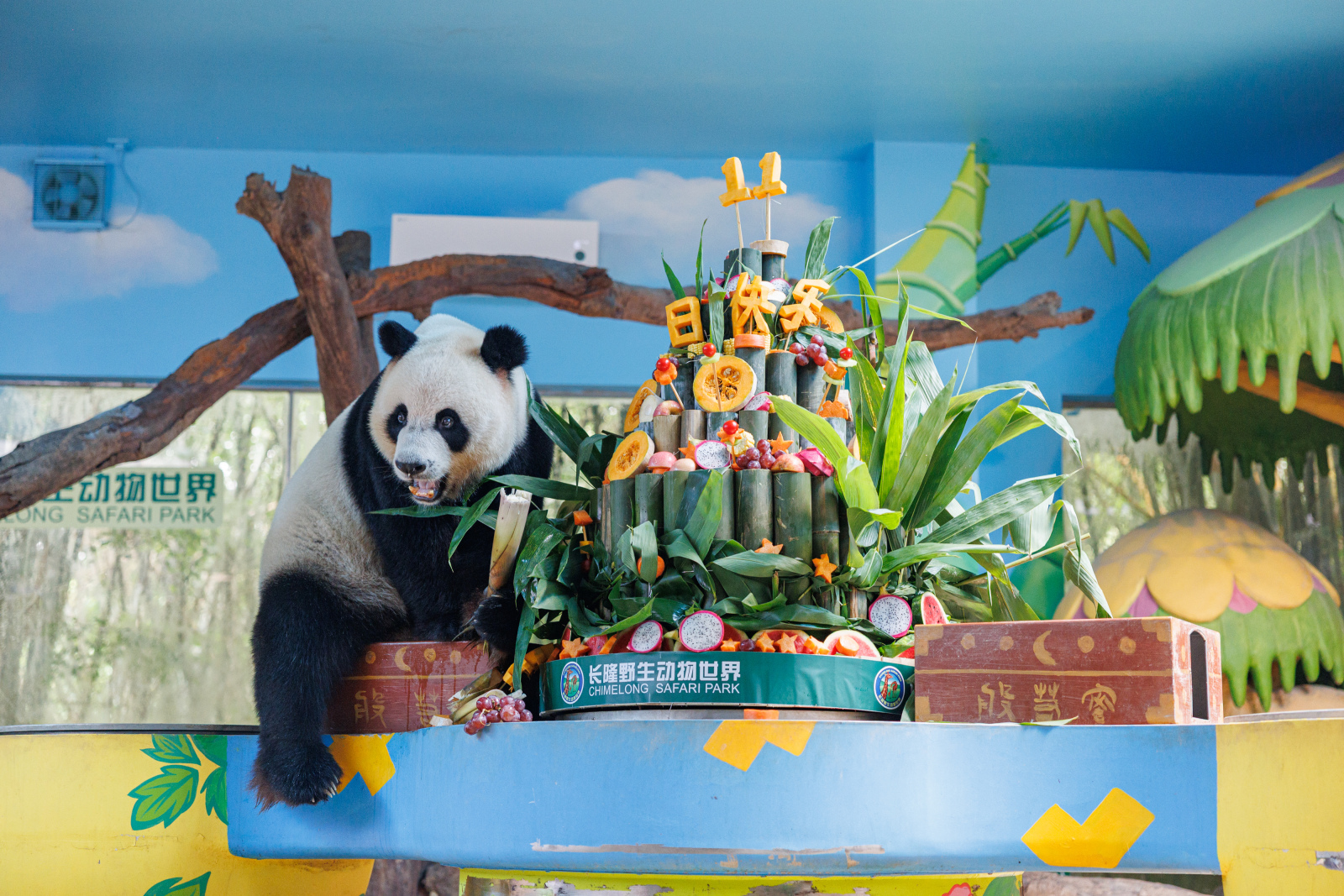 全球唯一大熊貓三胞胎萌帥酷迎11周歲生日