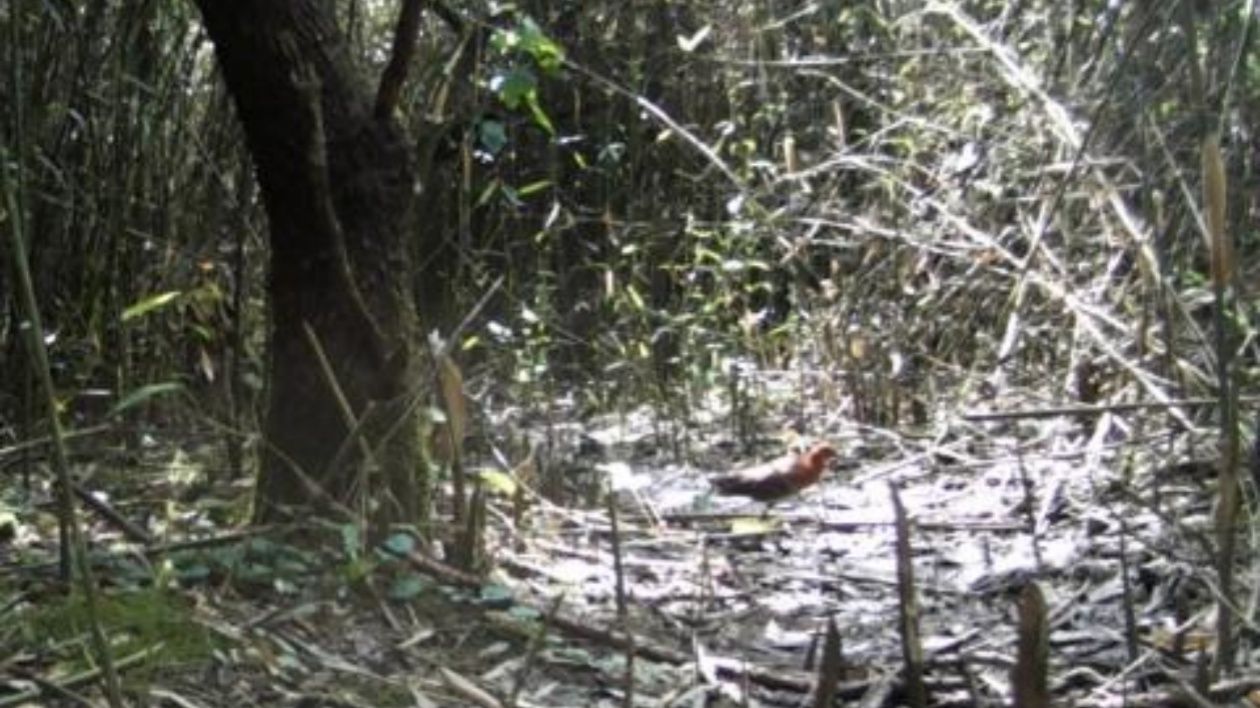 鳥類記錄再添新成員  皖黟縣首次發(fā)現(xiàn)白喉斑秧雞