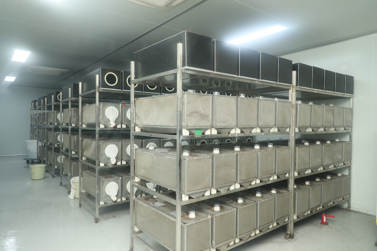 周產(chǎn)500萬「絕育雄蚊」 廣州黃埔「蚊子工廠」構(gòu)築基孔肯雅熱科技防線