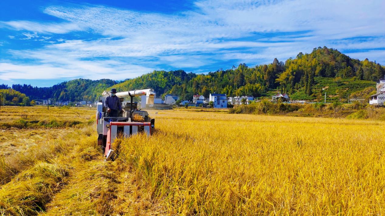 皖黟縣漁亭鎮(zhèn)：黨組織聯(lián)建共建奏響「共富強(qiáng)音」