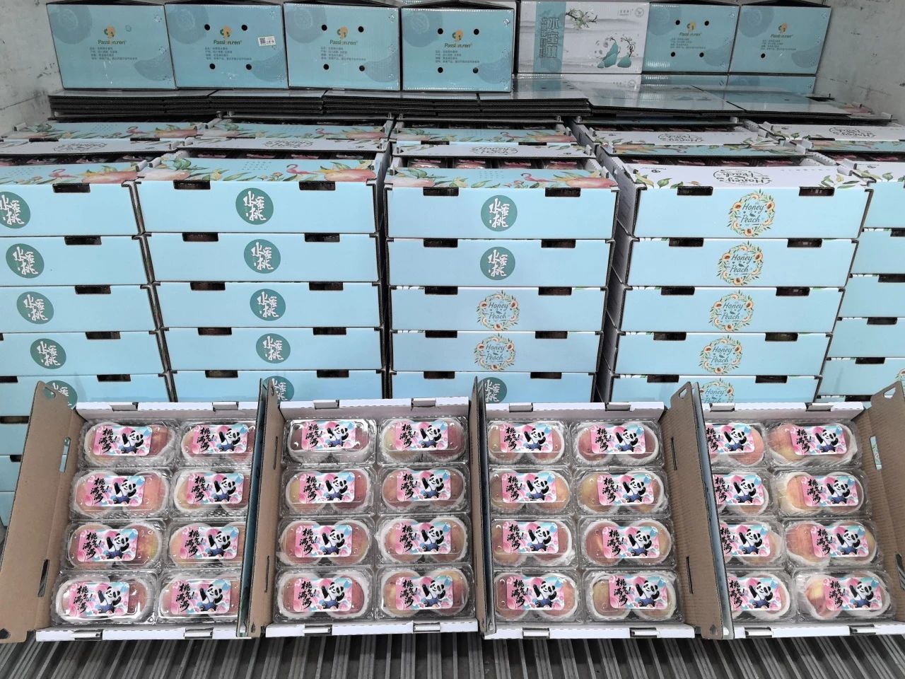 川果供港刷新時效紀(jì)錄 龍泉驛水蜜桃48小時抵港