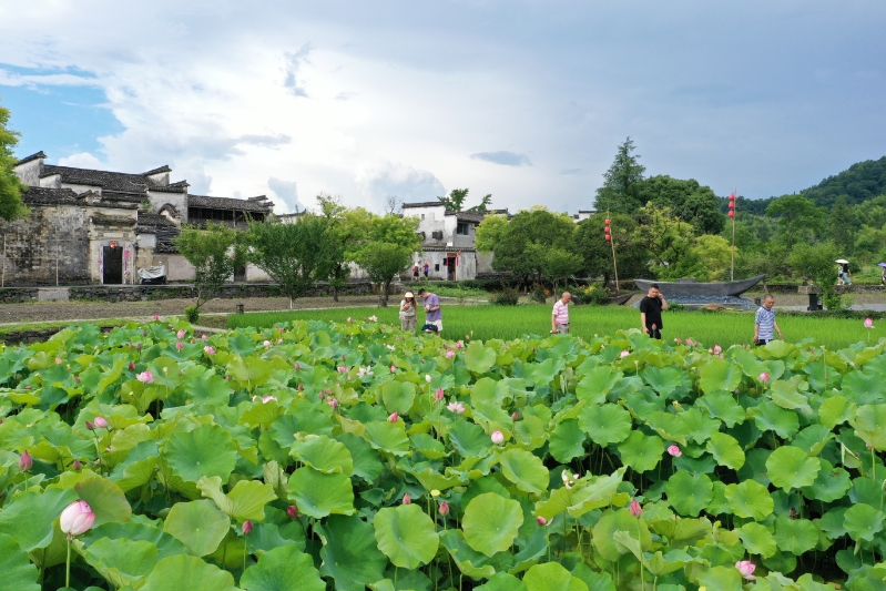 【長(zhǎng)舟專欄】西遞的夏，是被荷塘與稻田染透的綠
