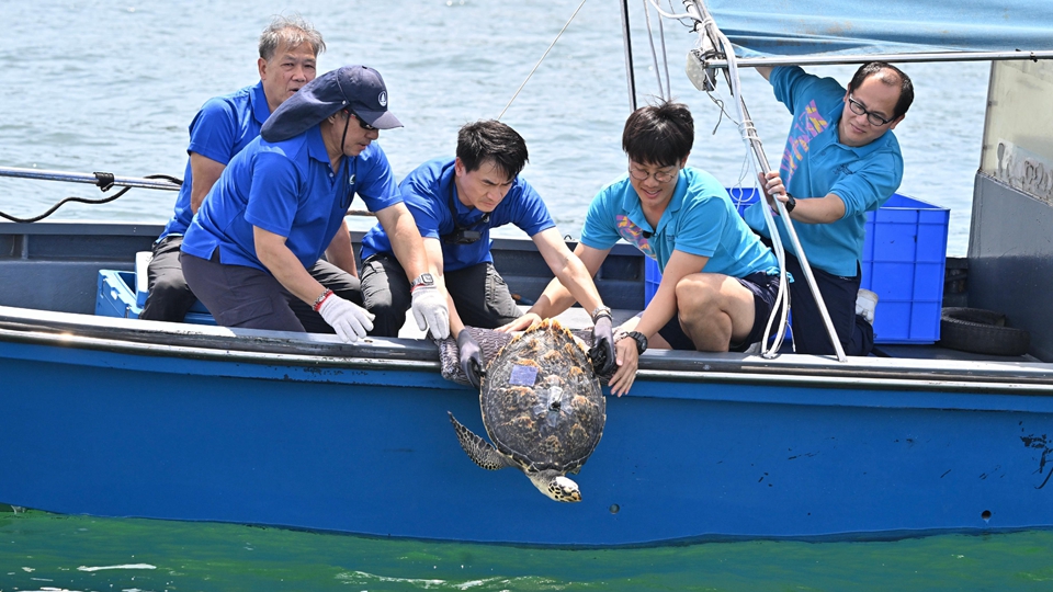 去年7月於長(zhǎng)洲南氹灣獲救玳瑁今日重回大海