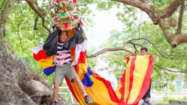 深圳南澳「西貢舞麒麟」 躍升區(qū)級(jí)非遺