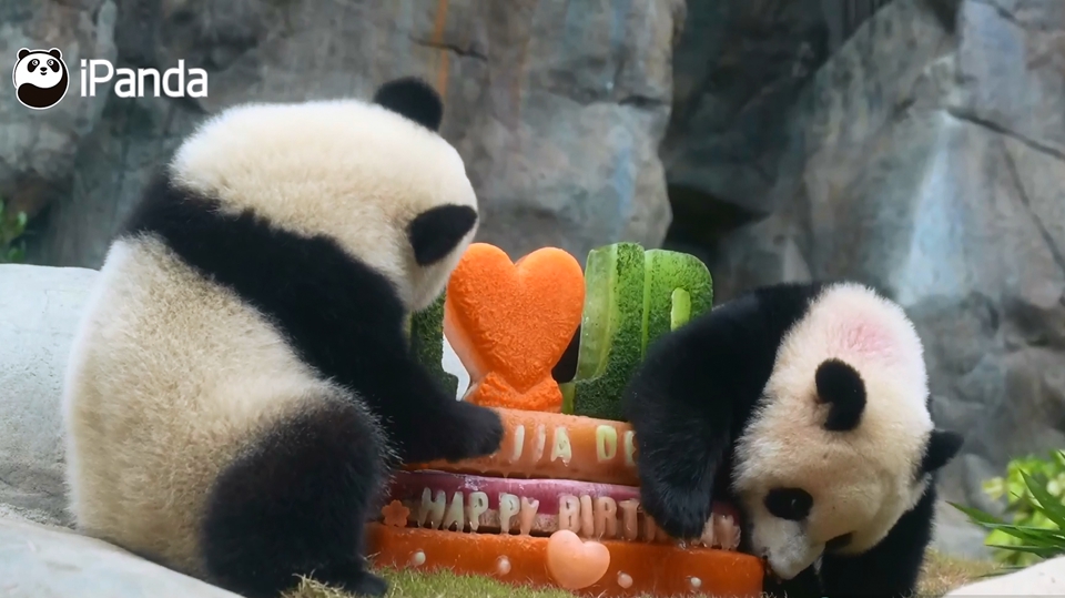 大熊貓龍鳳胎1歲生日 羅淑佩：一連串慶?；顒优c世界各地朋友共享喜悅