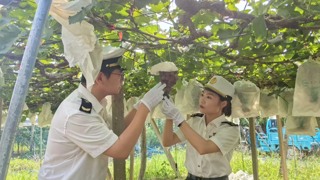 今年首批鎮(zhèn)江丁莊葡萄飄香海外