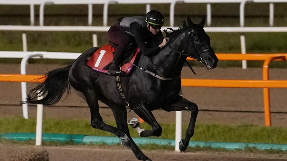 夥拍香港兩駒征戰(zhàn)韓國(guó) 周俊樂：禪勝輝煌有望獲勝