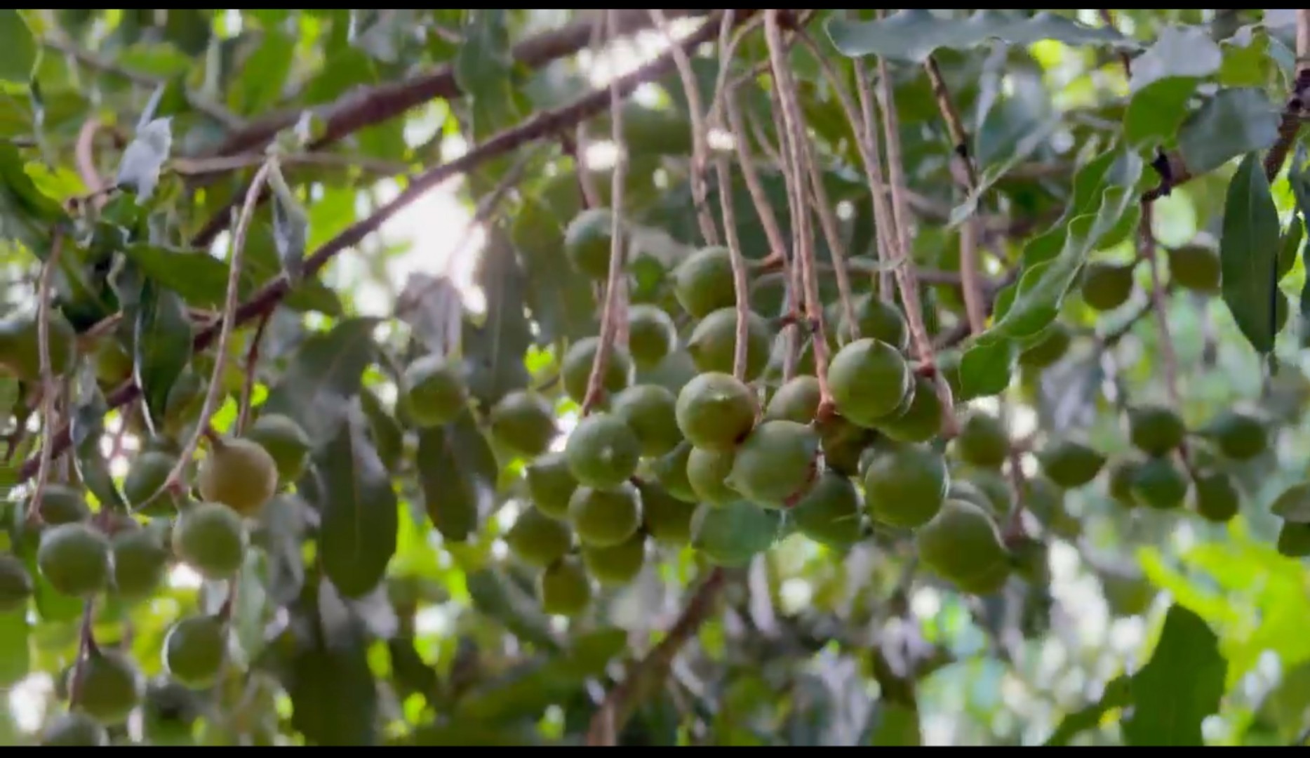 有片丨雲(yún)南盈江縣第三屆澳洲堅(jiān)果開採節(jié)將舉行