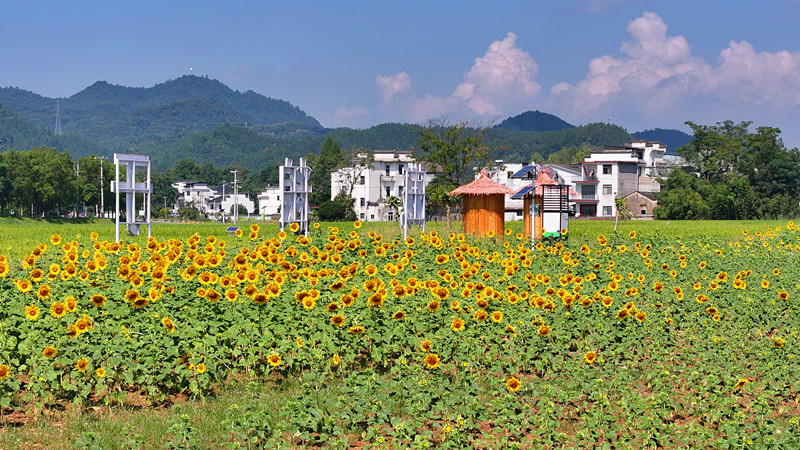 皖屯溪屯光鎮(zhèn)：油葵妝點(diǎn)「振興畫卷」