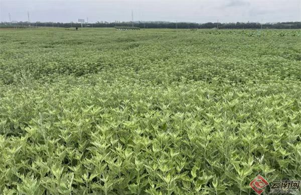 硯山艾草，走出農(nóng)戶致富路