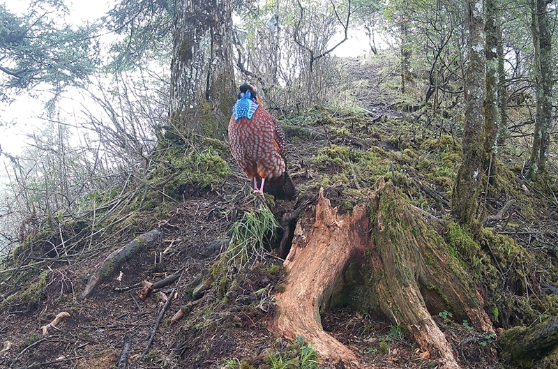 「天空地」一體化監(jiān)測 四川綿竹實現(xiàn)珍稀野生動物全記錄