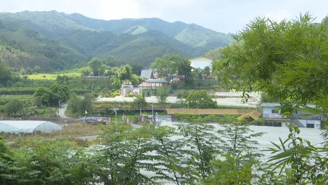 桂梧州長洲區(qū)推動林下經濟與鄉(xiāng)村振興深度融合