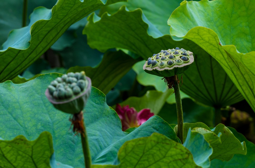 節(jié)氣專稿丨陳耀輝：秋分