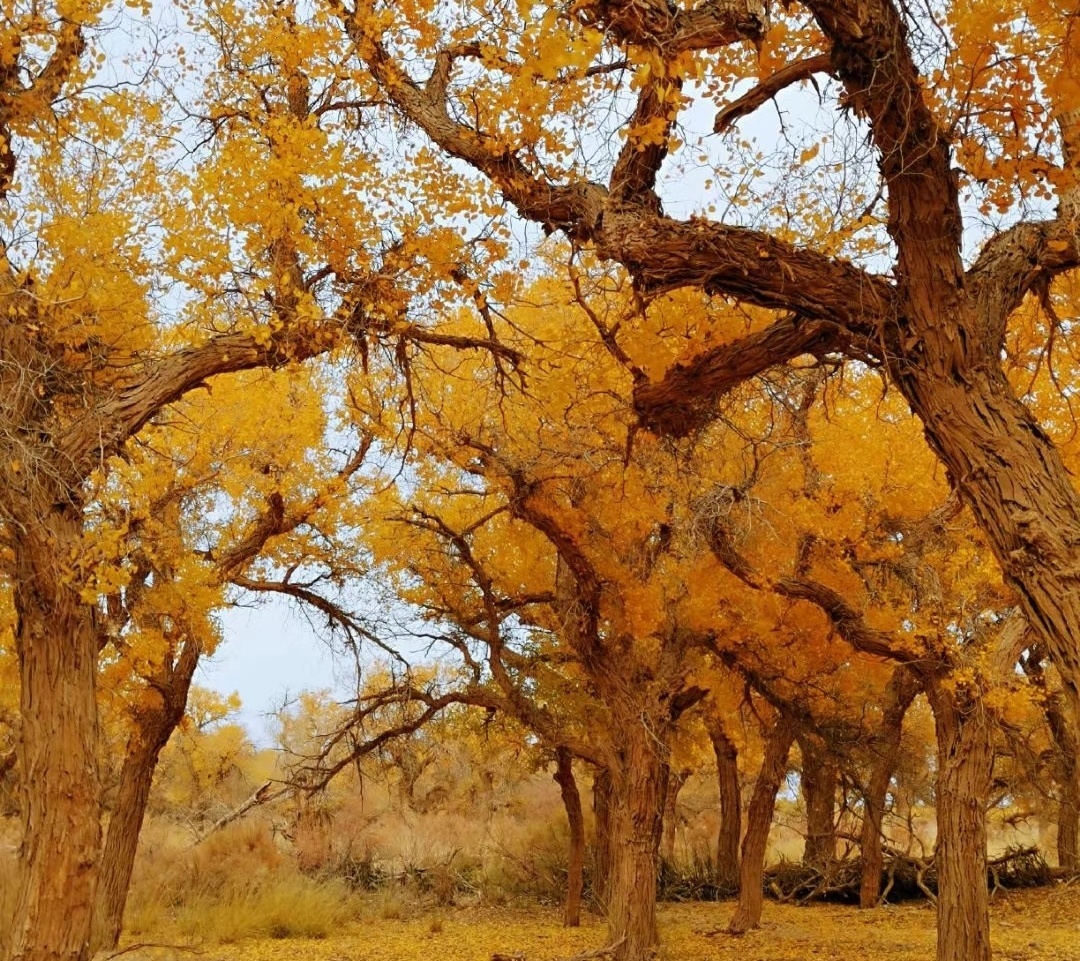 【長在隨筆】走進(jìn)胡楊林