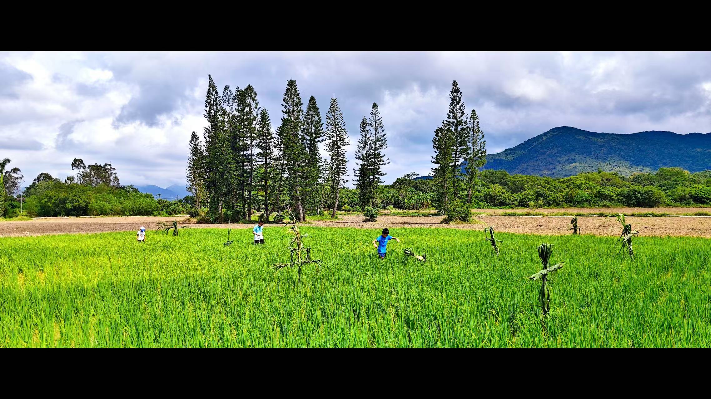 秋日稻田撒歡記！深圳南澳「一日農(nóng)場主」上線