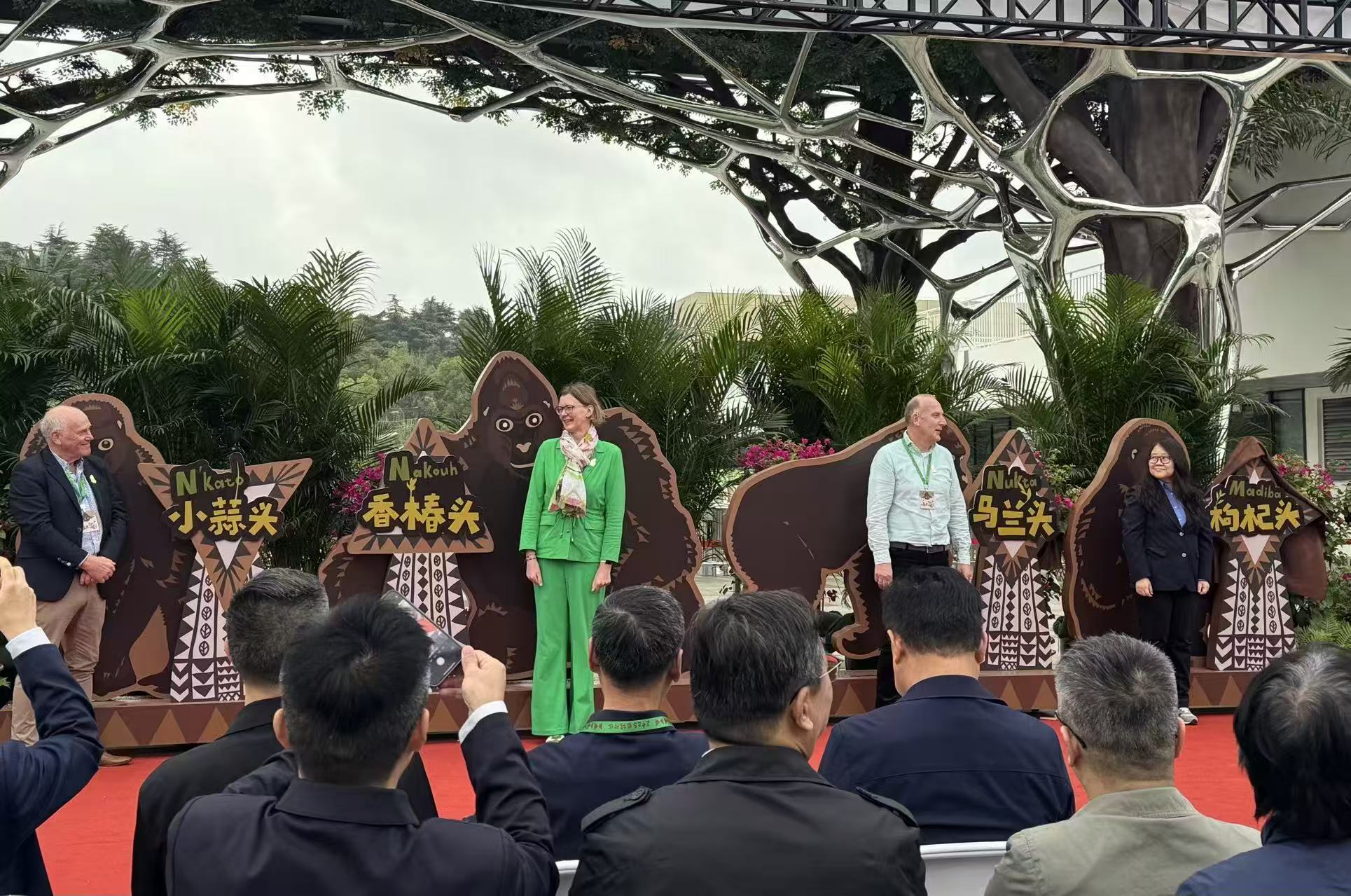 紅山動物園新區(qū)開放 四隻荷蘭大猩猩獲「南京味」中文名