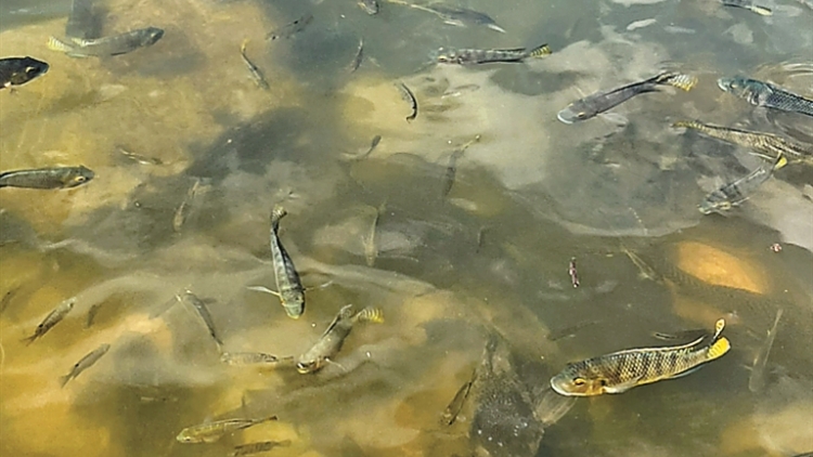 棄養(yǎng)放生的「清道夫」入侵仙湖 園方回應(yīng)：將加強(qiáng)監(jiān)測(cè)